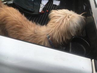 Yorkshire Terrier Found Dog  - Terrier Dog