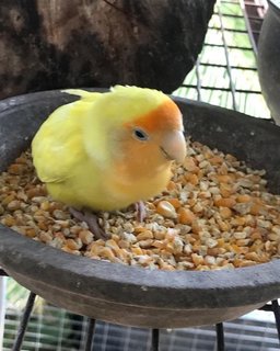 Yellow Lovebird Found - Lovebird Bird