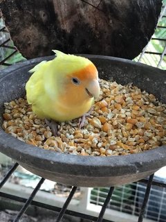 Yellow Lovebird Found - Lovebird Bird