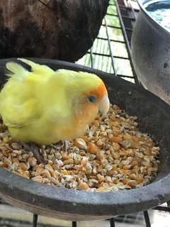 Yellow Lovebird Found - Lovebird Bird