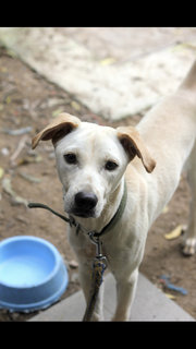 Tyson - Mixed Breed Dog