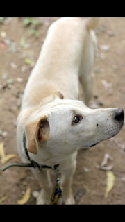 Tyson - Mixed Breed Dog