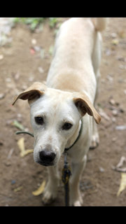 Tyson - Mixed Breed Dog