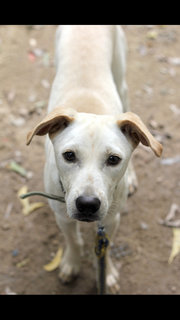 Tyson - Mixed Breed Dog