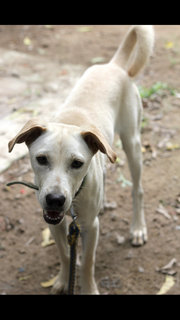 Tyson - Mixed Breed Dog