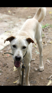 Tyson - Mixed Breed Dog