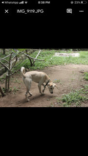 Tyson - Mixed Breed Dog