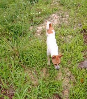 Maximus - Jack Russell Terrier Mix Dog