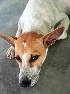 Maximus - Jack Russell Terrier Mix Dog