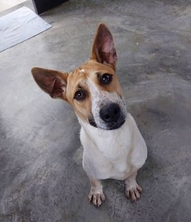 Maximus - Jack Russell Terrier Mix Dog