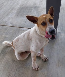 Maximus - Jack Russell Terrier Mix Dog