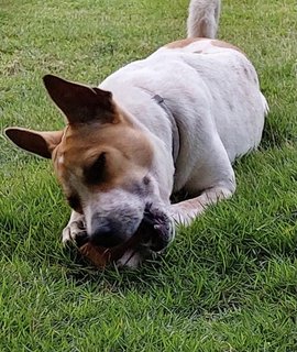 Maximus - Jack Russell Terrier Mix Dog