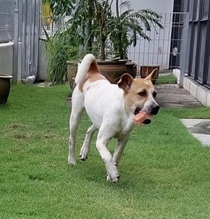 Maximus - Jack Russell Terrier Mix Dog