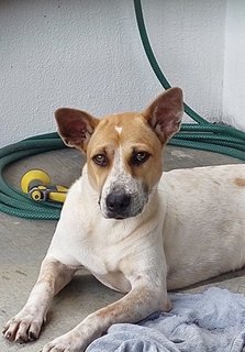 Maximus - Jack Russell Terrier Mix Dog