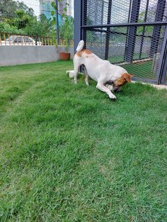 Maximus - Jack Russell Terrier Mix Dog