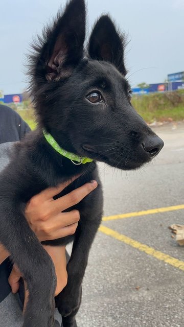 Yash - Mixed Breed Dog