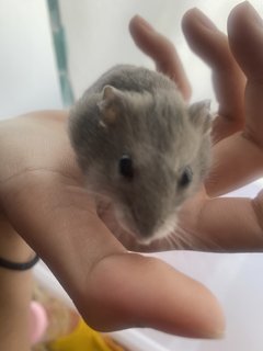 Mr Bean And Stitch - Roborovsky's Hamster + Short Dwarf Hamster Hamster