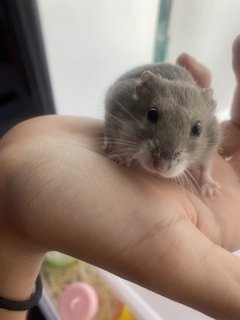 Mr Bean And Stitch - Roborovsky's Hamster + Short Dwarf Hamster Hamster