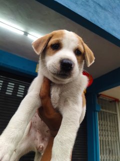 Cutie - Mixed Breed Dog