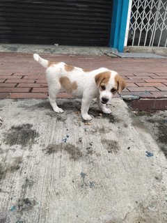 Cutie - Mixed Breed Dog