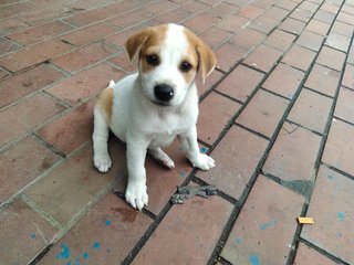 Cutie - Mixed Breed Dog