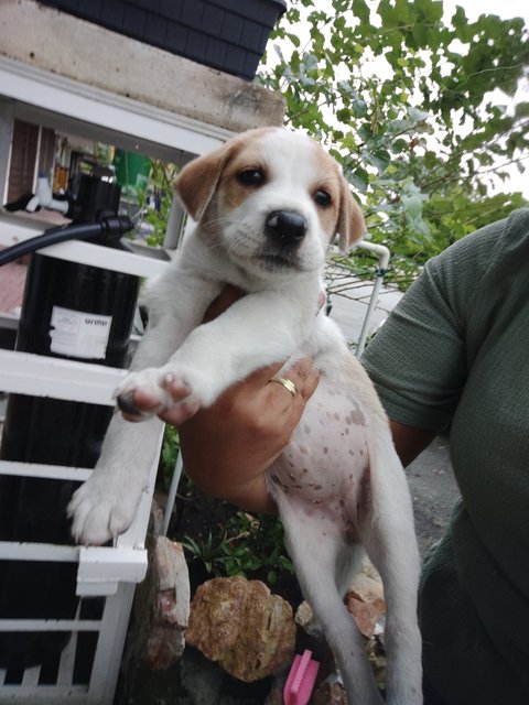 Cutie - Mixed Breed Dog