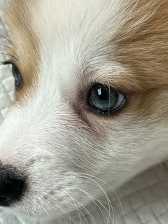 Simba - Welsh Corgi Dog