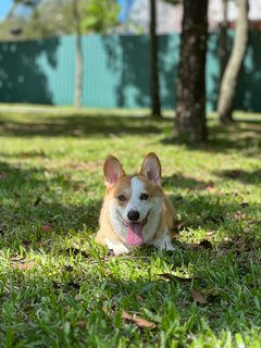 Simba - Welsh Corgi Dog