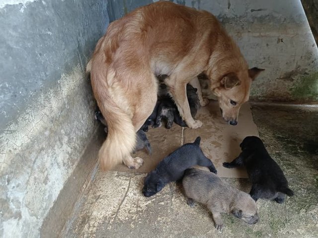 Local Dog - Mixed Breed Dog