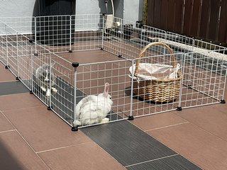 Olive - Angora Rabbit Rabbit