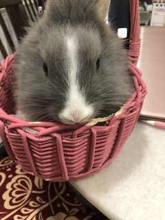 Olive - Angora Rabbit Rabbit