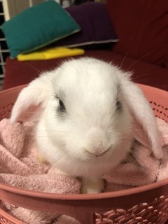 Anais - Holland Lop Rabbit