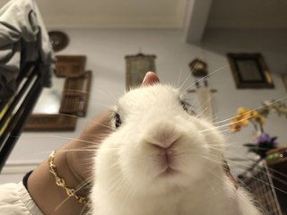 Anais - Holland Lop Rabbit