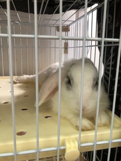 Anais - Holland Lop Rabbit