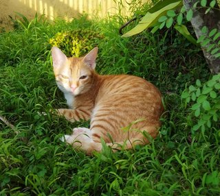 Felix  - Domestic Short Hair Cat