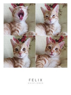 Felix  - Domestic Short Hair Cat