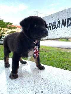 William - Labrador Retriever Mix Dog