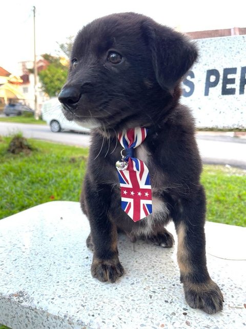 William - Labrador Retriever Mix Dog