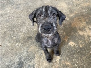 Terrier - Terrier Mix Dog