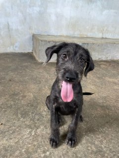 Terrier - Terrier Mix Dog