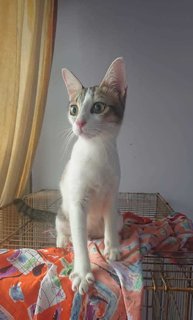 Sabrina  - Domestic Short Hair Cat