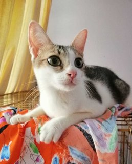 Sabrina  - Domestic Short Hair Cat