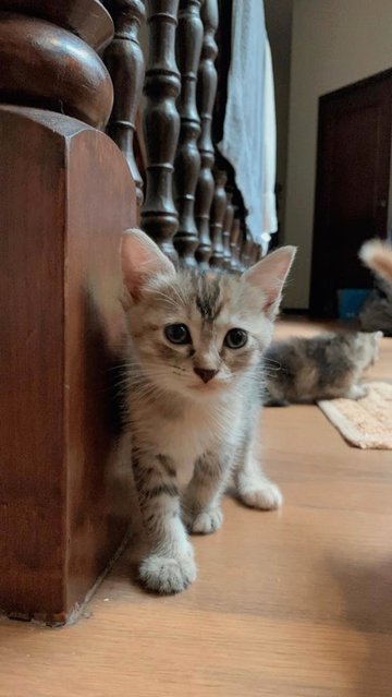 5 Weeks Old Kittens - Domestic Long Hair + Domestic Short Hair Cat