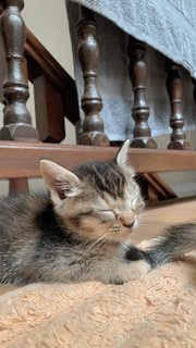 5 Weeks Old Kittens - Domestic Long Hair + Domestic Short Hair Cat