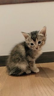 5 Weeks Old Kittens - Domestic Long Hair + Domestic Short Hair Cat