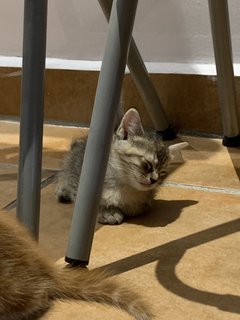 5 Weeks Old Kittens - Domestic Long Hair + Domestic Short Hair Cat