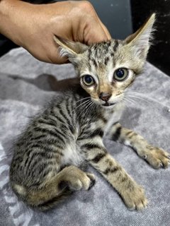 PF116875 - Bengal + Domestic Short Hair Cat