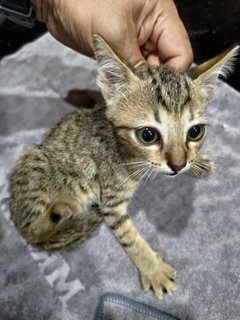 PF116875 - Bengal + Domestic Short Hair Cat