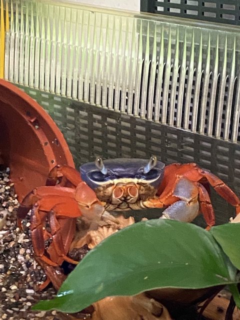 Rainbow Crab - Hermit Crab Reptile