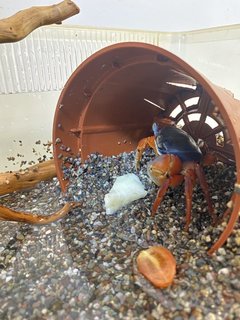 Rainbow Crab - Hermit Crab Reptile